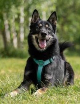 Sozialer Grey sucht liebevolles Zuhause - Duisburg