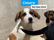 Cesare - wer ist sein ❤️❤️❤️Mensch - Grevenbroich