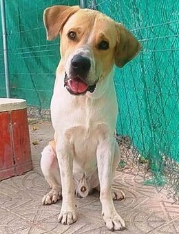 Nano sein Traum ist eine eigene Familie - Laatzen