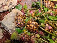 Nachzuchten Griechische Landschildkröten (THB-2024) abzugeben - Eschwege