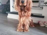 Reinrassige, rote Cocker Spaniel Welpen - Ludwigsfelde