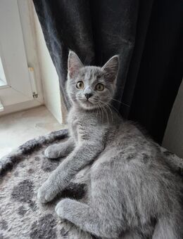 Kitten Babykätzchen Mädchen - Rheinfelden (Baden)