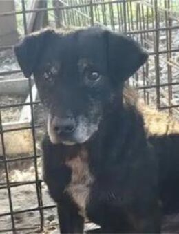 Reneo - Pflegestelle oder Zuhause gesuch - Oberwies