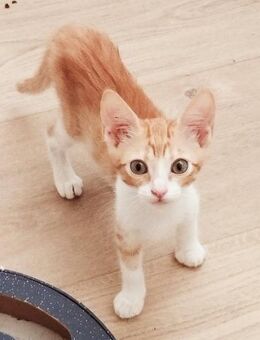 Lieber, junger Kater Pelayo - Karlsruhe