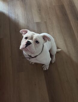 old englisch bulldog - Köln