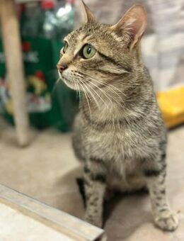 Tigermädchen Flia sucht ihre Familie - Margetshöchheim