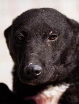 Felix 💗 froher, süßer, aktiver Mix-Bub! - Hamburg