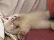 BKH Kitten suchen ein liebevolles neues Zuhause - Berlin Neukölln