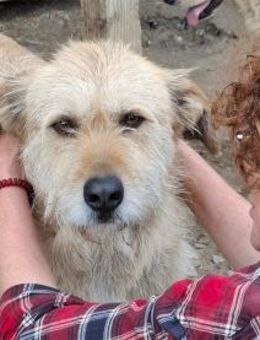 Moh - Pflegestelle oder Zuhause gesucht! - Oberwies