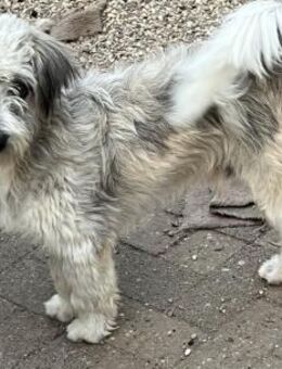 Miki, Rüde kastriert, ca. 2,5 Jahre - Wegberg