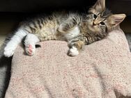 Maine Coon Kitten - Hannover