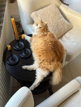 Nael - der sanfte Löwe - Kirchheim (München)