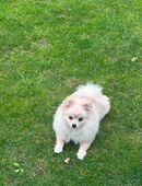 Zwergspitz/ Hund in 65232