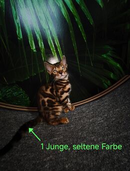 Bengalkätzchen (Junge 2) mit einer sehr seltenen Farbe - Plüderhausen