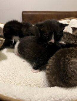 Kitten Kater Katze Babykatze - Stuttgart