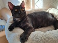 Exzellenter Bengal Kater Abholbereit! - Haßloch