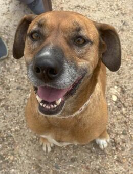 Lolla sucht eine Familie! - Althütte