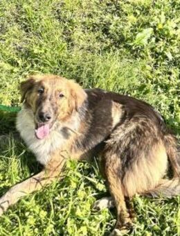 Zutrauliche, liebenswerte Emma - Hückelhoven