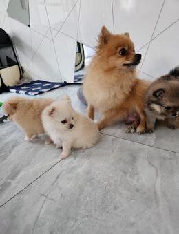 Pomeranian Welpen - Gerolzhofen