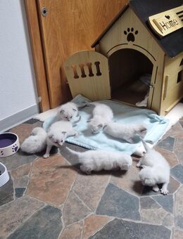Neva Masquarade SWK Kitten Katzenbabys - Mittelneufnach