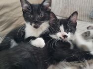 Katzenbaby, Kitten, Baby Katze - Recklinghausen