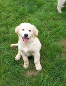 Redriever Welpen in 48231