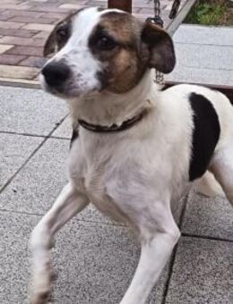 Liebenswerte Rozi sucht euch - Olsberg