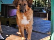Alice❤️sucht Pflege- oder Endstelle - Rott (Inn)