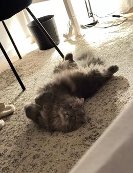 Liebevoller Perser Kater sucht leider neues Zuhause - Viersen
