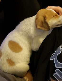 Mischlingswelpe kleinbleibend ( m ) - Ebersbach-Neugersdorf Neugersdorf