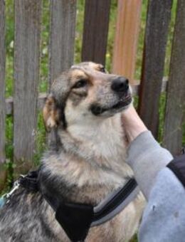 Olive menschenbezogen und naturverbunden - Mettmann