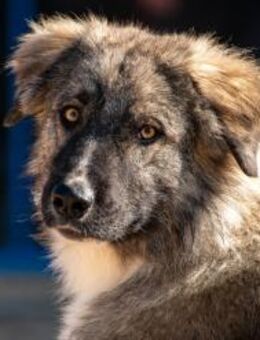 Mozart ein Herz voller Harmonie❤ - München