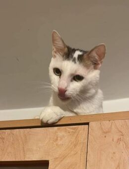 Malipas - ein freundlicher Gentleman - Langenhagen