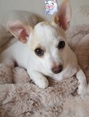 Chihuahua Welpe Rüde in 07768