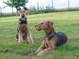 Hundepension im südlichen Münsterland in 48249