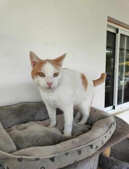 Lieber Kater Tome - Eichenzell