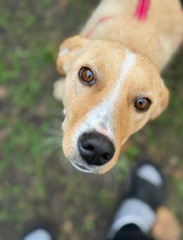 Freundliche Kiani auf PS in Berlin - Köln