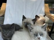 Zuckersüße Bkh Kitten(mix) - Köln