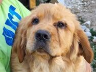LEO🩵schmusiger Chow-Chow-Retriever-Mix - Hamburg