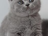 Henry (Kater) in Blue sucht ab sofort eine liebevolle Familie - Bad Wildungen