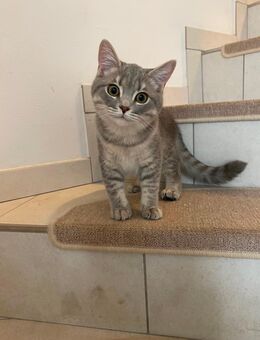 BKH Kitten - Papenburg