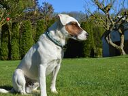 Passon Russell Terrier Deckrüde - Prebberede