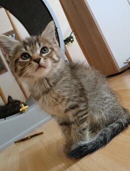 Noch 1 maine coon mix kitten weibchen abholbereit - Bad Kissingen