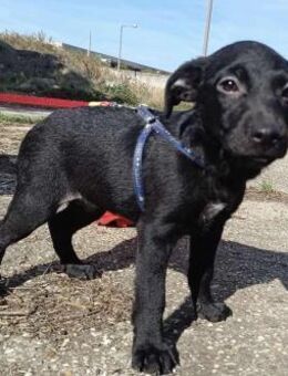 Sonnenschein Mira sucht ein Zuhause ! - Dortmund