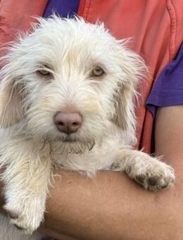 Betty sucht ihr Körbchen - Krefeld
