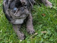 Retromops Welpen suchen eine neue Familie - Munster