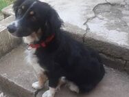 Zuhause gesucht - Neuhofen