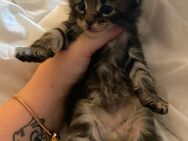 Maine Coon Kitten - Ochtrup