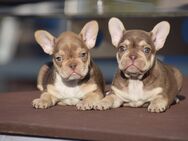 Französisch Bulldog Babys - Calw