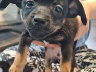 Chihuahua Pinscher mix welpen - Friedberg (Hessen)